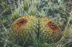 Oroya peruviana