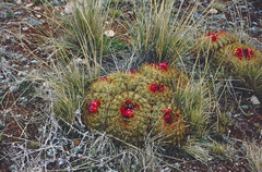 Oroya peruviana