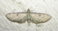 Pasiphila rectangulata