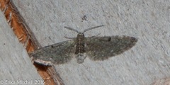 Pasiphila rectangulata