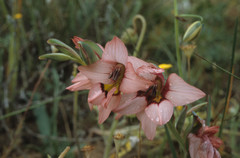 Gladiolus meliusculus
