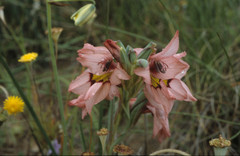 Gladiolus meliusculus