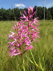 Disa nervosa