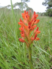 Disa roeperocharoides image