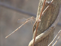 Lestes sigma