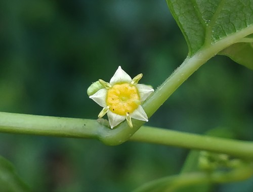 Colubrina asiatica iNat (1)