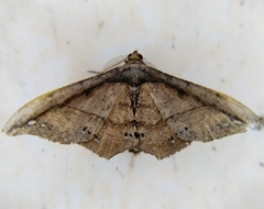 Hyposidra infixaria