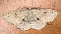 Cyclophora albipunctata