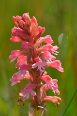 Satyrium hallackii ocellatum