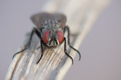 Angioneura