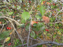 Crataegus reverchonii