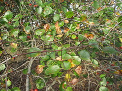 Crataegus reverchonii