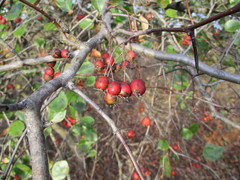 Crataegus reverchonii