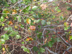 Crataegus reverchonii