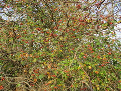 Crataegus reverchonii