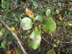 Crataegus reverchonii