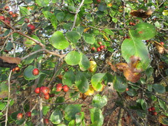 Crataegus reverchonii