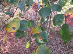 Crataegus reverchonii
