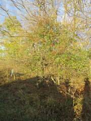 Crataegus reverchonii