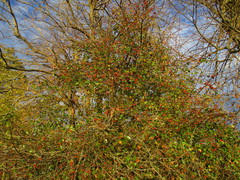 Crataegus reverchonii