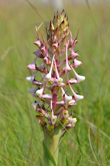 Disa cooperi