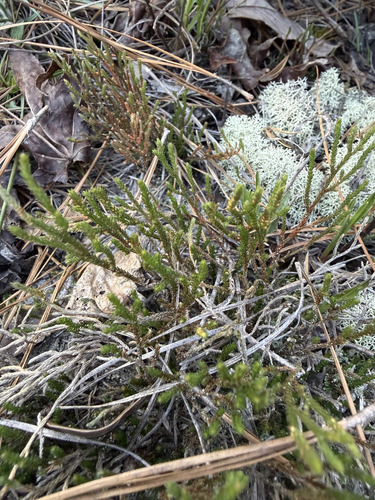 Riddell's Spikemoss (Selaginella corallina)