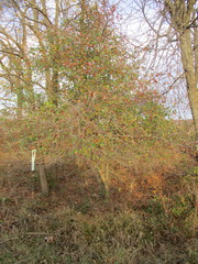 Crataegus reverchonii