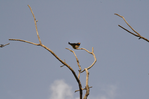 Barn Swallow