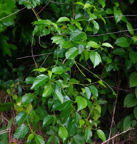 Colubrina asiatica