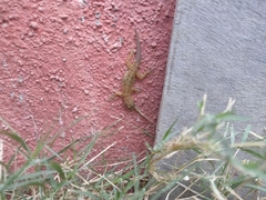 Cnemaspis mysoriensis