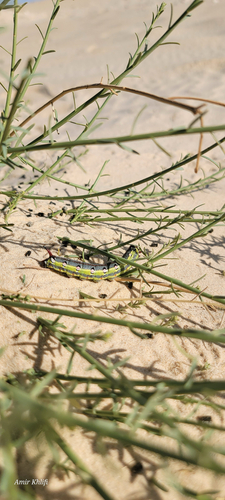 Barbary Spurge Hawk-moth