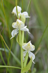 Disperis wealei