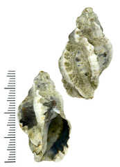 Ceratostoma rorifluum
