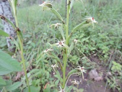 Habenaria retinervis