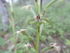 Habenaria retinervis