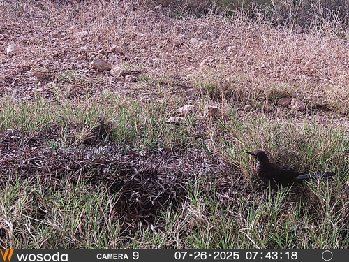 Eurasian Blackbird