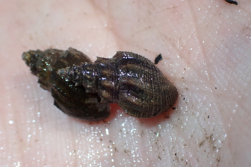 Mieniplotia scabra observed 2026-03-19