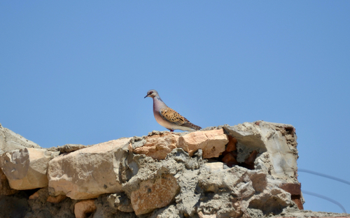 European Turtle-Dove