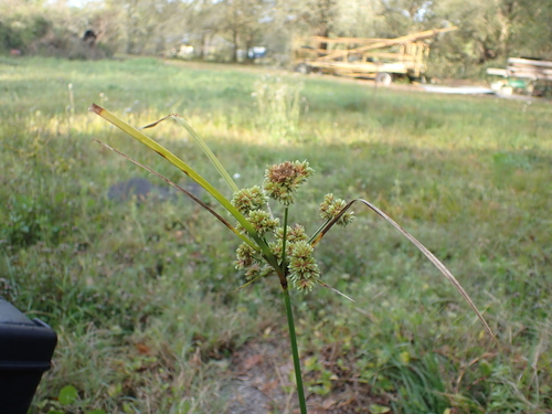 Image of Cyperus entrerianus by (c) John Abrams, some rights reserved (CC BY)