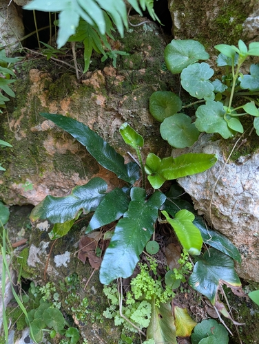 Asplenium sagittatum, photograph 4