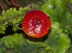 Hygrocybe minutula
