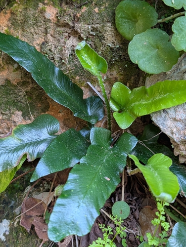 Asplenium sagittatum, photograph 5
