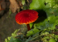Hygrocybe minutula