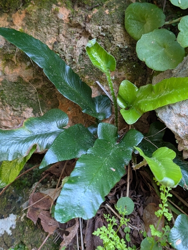 Asplenium sagittatum, photograph 6