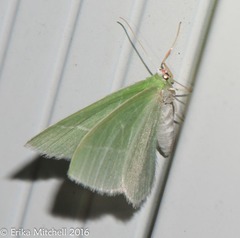 Chlorochlamys chloroleucaria