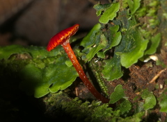 Hygrocybe minutula