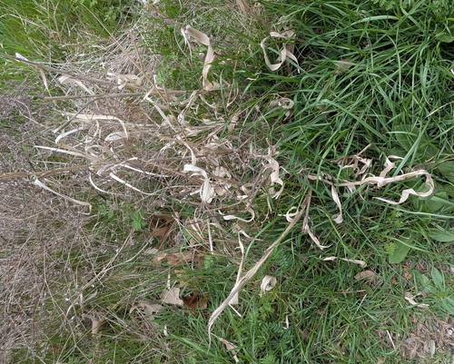 Witchgrass (Panicum capillare)