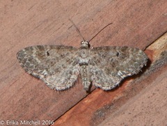 Eupithecia columbiata