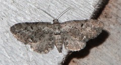 Eupithecia columbiata