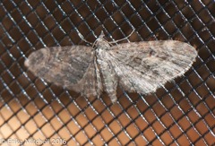 Eupithecia tripunctaria